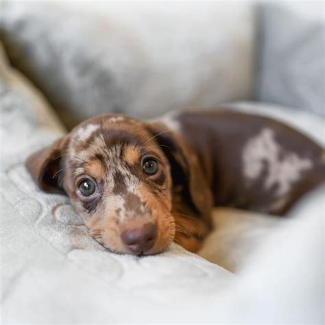 Chocolate Piebald Dachshund Puppies
