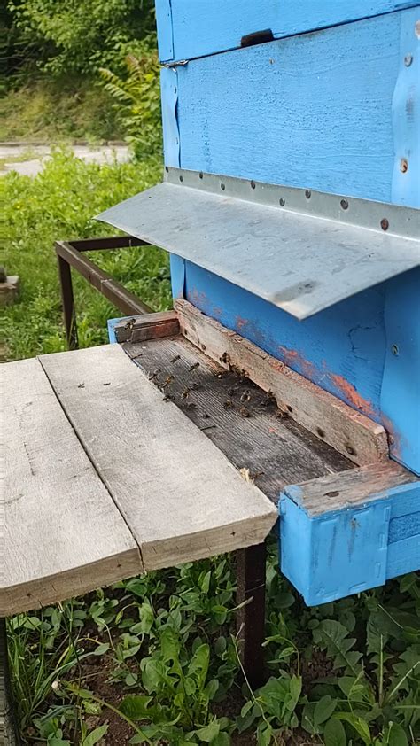 Image result for Spring Beekeeping