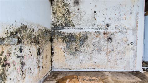 Home Exercise Program for Beginners 的图像结果