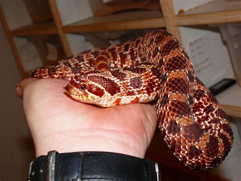 Purple Line Western Hognose - heterodon nasicus - by Justin Mitcham of ...