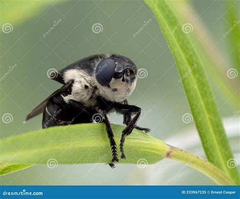Image result for Mouse Bot Fly