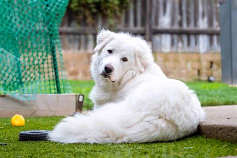 How Much Does a Great Pyrenees Cost? (2026 Updated)