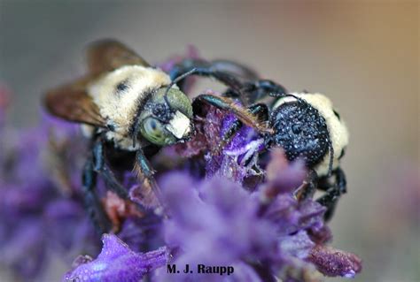 Carpenter Bee Male Vs Female