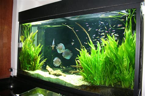 Image result for Setting Up a Discus Tank