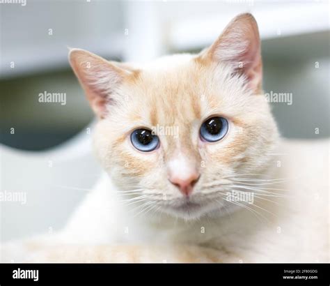 A buff tabby shorthair cat with blue eyes and dilated pupils Stock ...