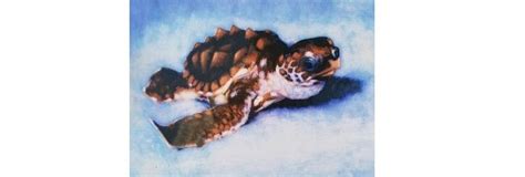 "Painting Sea Turtles in Acrylics" with Addison Palmer (July 26, 2025 ...