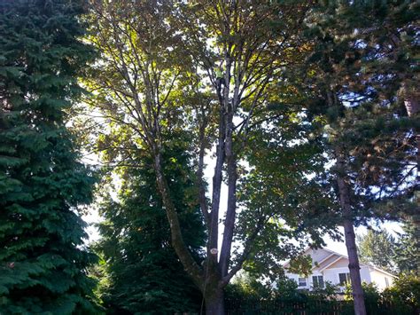 Tree Pruning Portland 的图像结果