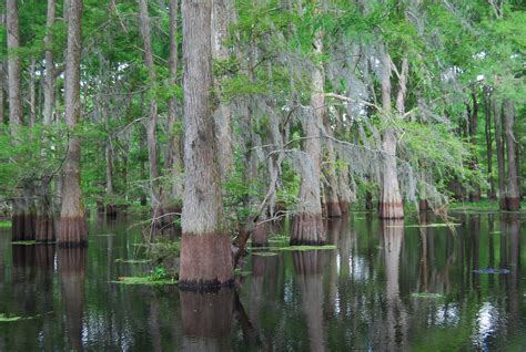 Explore Louisiana's Most Stunning State Parks | Sponsored | Smithsonian