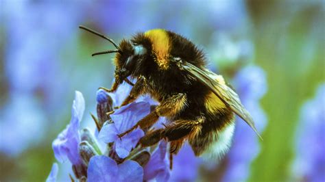 Do Bumble Bees Nest in the Ground? - A.N.T. Pest Control