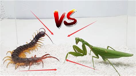 螳螂VS蜈蚣，武林高手螳螂會是蜈蚣的對手嗎？