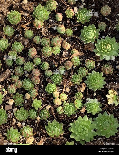 Hens and chicks succulents Stock Photo - Alamy