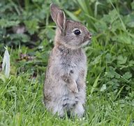 Image result for Baby Bunnies Images