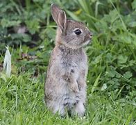 Image result for Cute Wild Bunnies