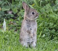 Image result for Wild Brown Rabbit Baby