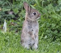Image result for Funny Baby Rabbits