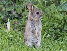 Image result for Newborn Baby Bunnies
