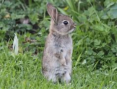 Image result for Food for Wild Baby Rabbits