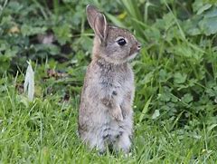 Image result for Wild Rabbit Baby Bunnies