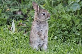 Image result for Newborn Wild Baby Bunnies