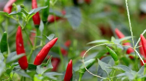 植物库丨盆栽辣椒的种植方法——具有“传奇色彩”的美食！|辣椒|盆栽|辣椒苗_新浪新闻