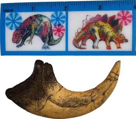 Buy Deinonychus Raptor Dinosaur Claw Replica - Museum Quality Cast ...