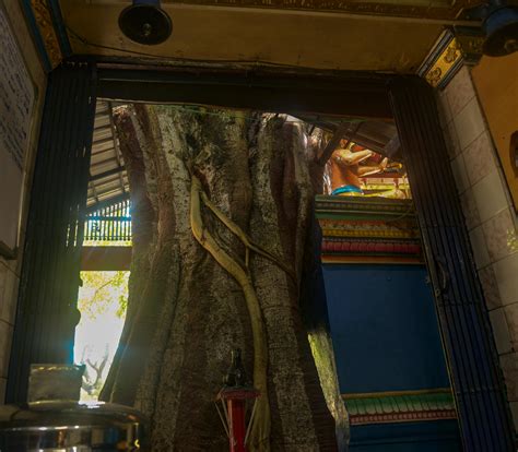 Bangalore is both a Garden City and a tree-less dystopia at the same time