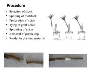 Beech Tree Propagation Methods 的图像结果