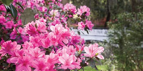 Pruning azaleas – Artofit