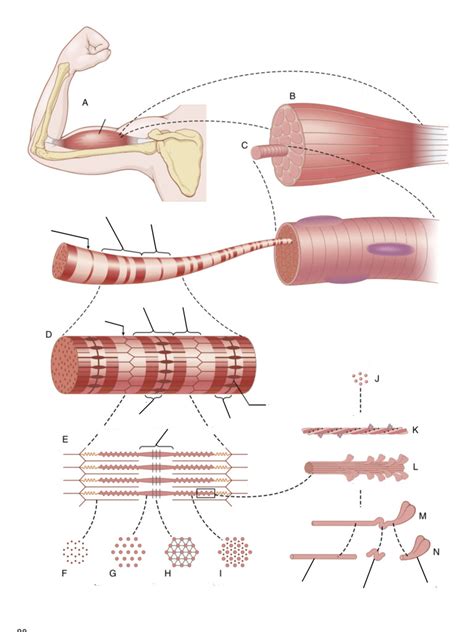 Image result for Skeletal Muscle Flow Chart