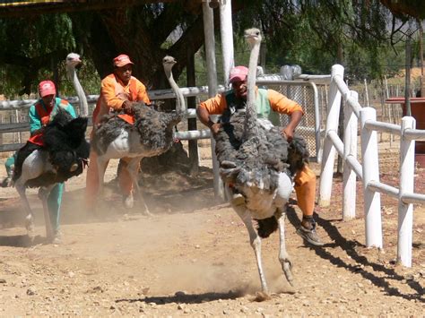 Ostrich Racing