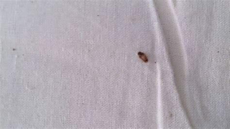 床上有许多这种虫子，求知这是什么虫子！图片已经放到最大了_百度知道