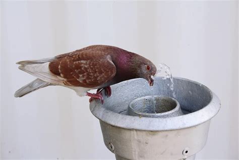 Image result for Bird Exploding Drinking Elcsta Water