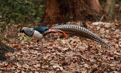 Details : Lady Amherst's Pheasant - BirdGuides