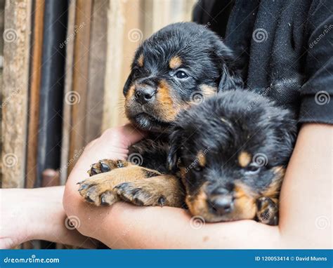 Long Haired Rottweiler Puppies - Do Rottweilers Shed What To Expect ...
