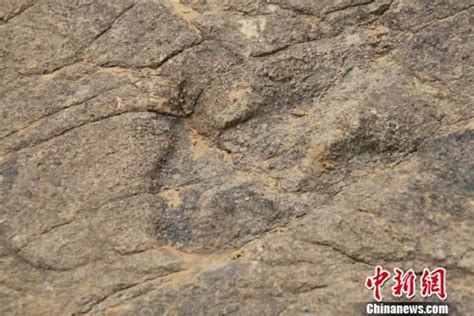 张家口发现170余枚恐龙脚印化石 - 化石网