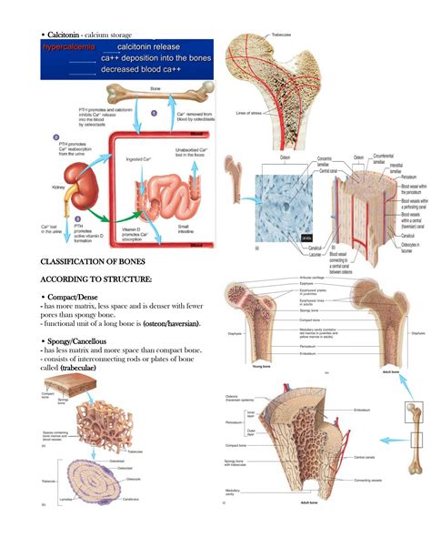 SOLUTION: Skeletal system axial appendicular notes - Studypool