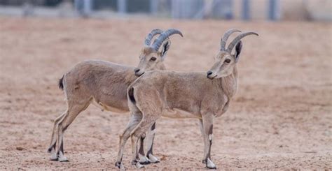 Nofa Wildlife Park (Riyadh) - 2020 What to Know Before You Go (with ...