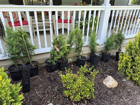 Blue Arrow Juniper Shrubs for Sale | FastGrowingTrees.com