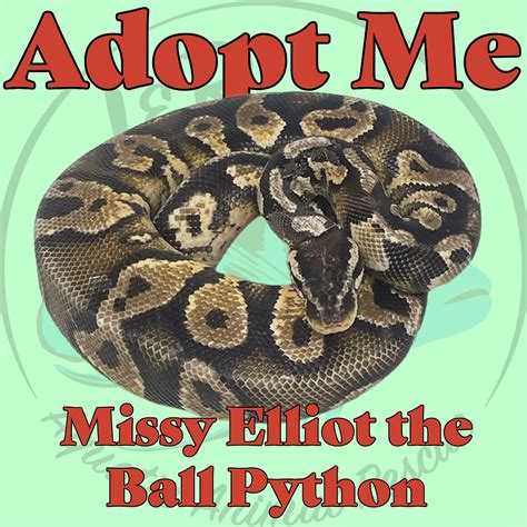 Image result for Fancy Ball Python
