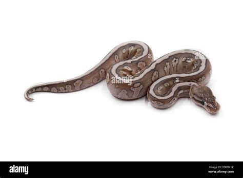 Ball Python Hatchling Care 的图像结果