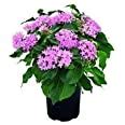 GREEN LINE Pentas Lanceolata Starcluster Purple Live Natural Plant(Pot ...