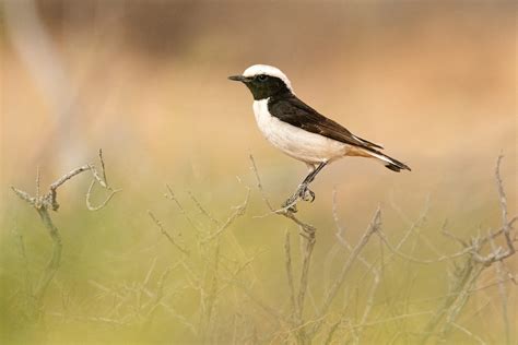 Mourning Wheatear (Mourning) - eBird