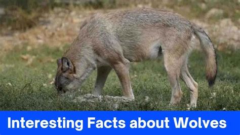 Image result for Wolves Facts