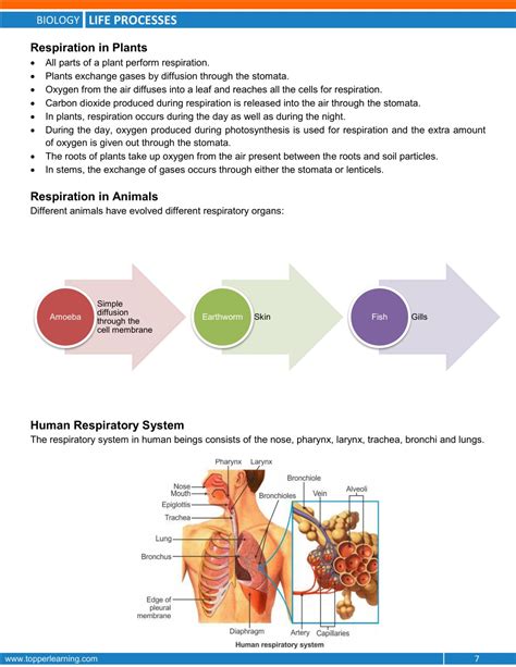 Image result for Class X BioLife Processes