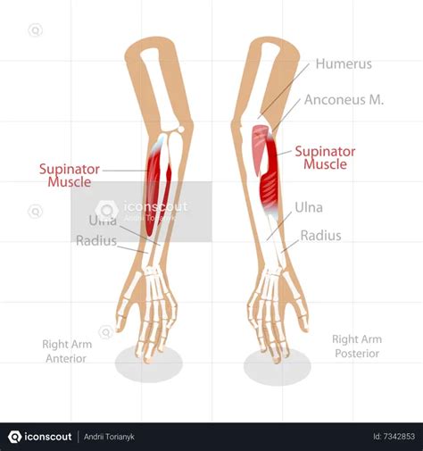 Image result for Supinator Muscle Function