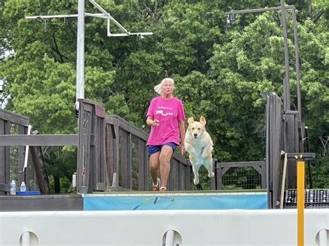 Image result for Dog Diving Platform