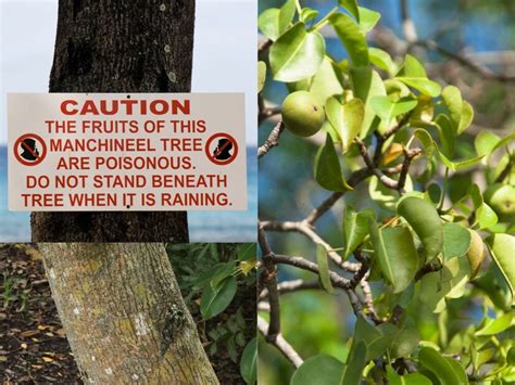 ప్రపంచంలోని వింత చెట్లు ఇవే..పురాతన చెట్ల నుండి అత్యంత విషపూరితమైన ...