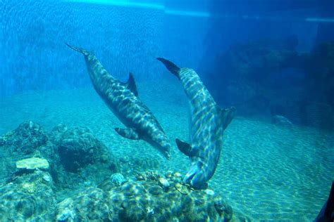7 Top Zoos In Las Vegas That You Can’t Afford To Miss!