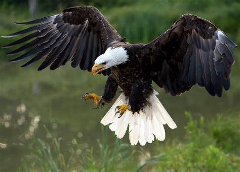 Bald eagle, predator, bird, 1080P, wings, hawk HD Wallpaper