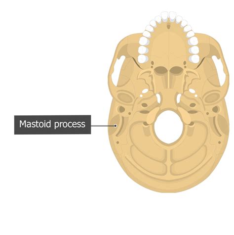 Process Bone 的图像结果